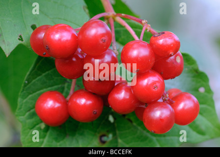 Guelder Rose Viburnum Opulus Beeren Stockfoto