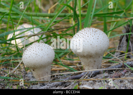 Zwei gemeinsame Flaschenboviste Lycoperdon perlatum Stockfoto