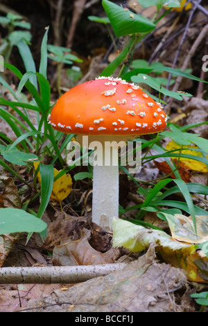 Fliegenpilz Amanita muscaria Stockfoto