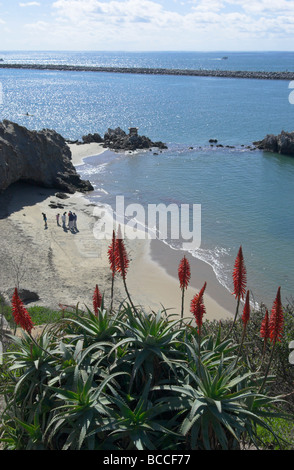 Blühenden Aloe. Aussichtspunkt, Corona del Mar, Newport Beach, Kalifornien, USA. Foto Feb 2009. Stockfoto