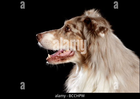 Profilbildnis eines Australian Shepherd Hund. Stockfoto