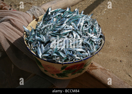 Schüssel der Whitebait Fische entnommen bei Ifaty Strand, Madagaskar Stockfoto