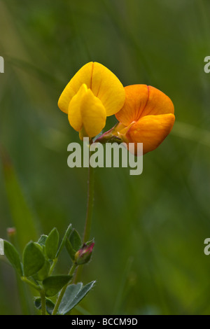 Gemeinsame Birdsfoot Kleeblatt Stockfoto