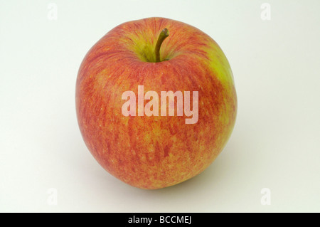 Heimischen Apfel (Malus Domestica), Sorte: James Grieve, reife Frucht, Studio Bild Stockfoto