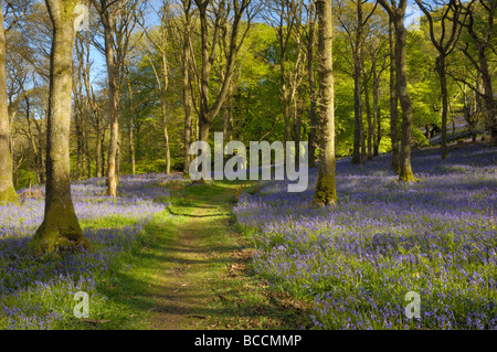 Glockenblumen in Carstramon Holz, Dumfries & Galloway, Schottland Stockfoto