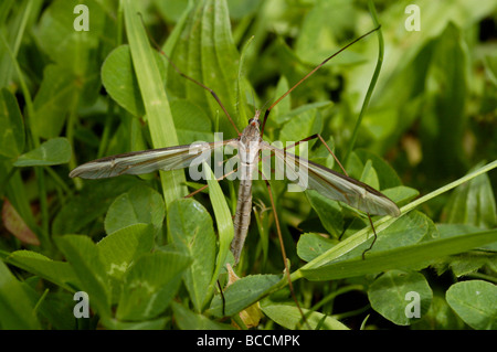 Marsh braun umrandet Tipula Crane Fly Tipula Oleracea Tipulidae weibliche UK Stockfoto