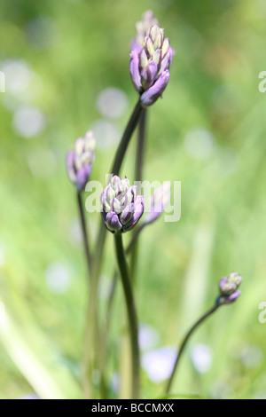 einen Vorgeschmack auf den Frühling Glockenblumen in einem Wald kurz vor dem Platzen in Blume Kunstfotografie Jane Ann Butler Fotografie JABP462 Stockfoto