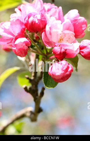 Zierapfel in voller Blüte Kunstfotografie Jane Ann Butler Fotografie JABP467 Stockfoto