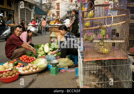 Wellensittiche zu verkaufen in Hanois alte Viertel Vietnam Stockfoto