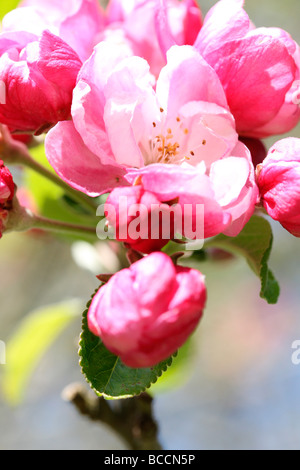 Zierapfel in voller Blüte Kunstfotografie Jane Ann Butler Fotografie JABP466 Stockfoto