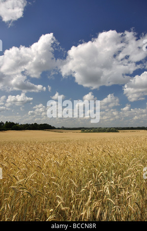 Bereich der Gerste, senden, Surrey, England, Vereinigtes Königreich Stockfoto