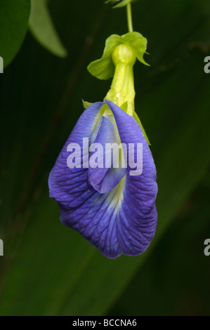 Schmetterlings-Erbse, blauen Erbse Rebe (Clitoria Ternatea), Blume Stockfoto