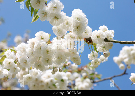 doppelte Gean Blüte mit seiner charakteristischen weißen hängenden Cluster einen schönen Kirschbaum Stockfoto