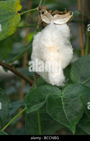 Sea Island Baumwolle, Pima-Baumwolle (Gossypium Barbadense). Offene Frucht mit Faser boll Stockfoto