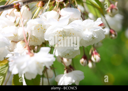Prunus Avium Plena einen schönen blühenden Kirschbäume Baum mit herabhängenden Blüten Fine Art-Fotografie Stockfoto