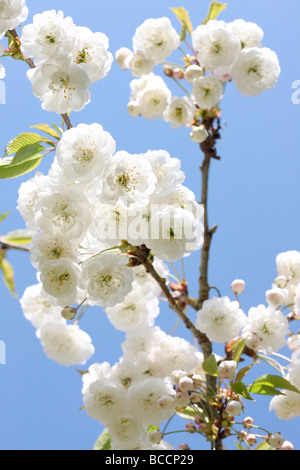 schöne Doppelzimmer Gean Blüte mit seiner charakteristischen weißen hängenden Cluster Stockfoto