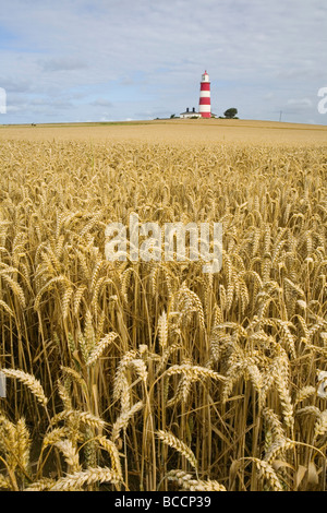 Happisburgh Leuchtturm an der North East Norfolk Küste gesehen über eine Reife Weizen. Stockfoto