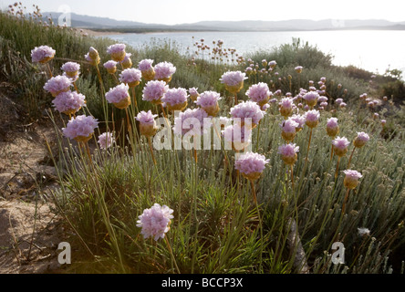 Rosa Meer Sparsamkeit Wildblumen am Strand von Porto Puddu, Nord-Sardinien Stockfoto