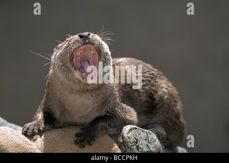 Asiatische Smalled krallte Otter (Aonyx Cinerea) im Santa Barbara Zoo. Stockfoto