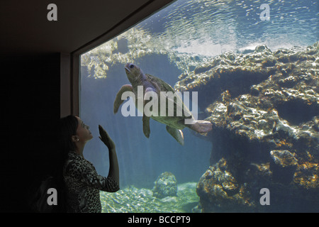 Frau Meeresschildkröte in einem Aquarium beobachten Stockfoto