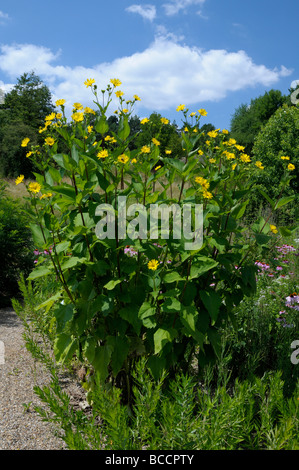 Cup-Pflanze (Silphium Perfoliatum), blühende Pflanze Stockfoto