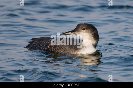 Juvenile Winter Great Northern Diver auch Great Northern Loon Gavia Immer Fische fangen auf Oxfordshire genannt Gewässer UK Stockfoto