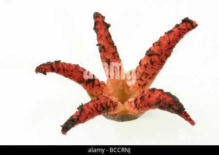 Oktopus Stinkmorchel, riesige Stinkmorchel (Clathrus Archeri, Anthurus Archeri), voll entwickelt Pilz, Studio Bild Stockfoto