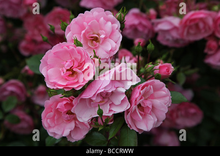 Rosa Bonica Strauchrose moderne, die einen gewölbten Strauch bildet Stockfoto