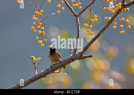 Brillentragende Bulbul genannt auch gelbe belüftete Bulbul Pycnonotus Xanthopygos im Baum essen gelben Beeren Türkei April thront Stockfoto