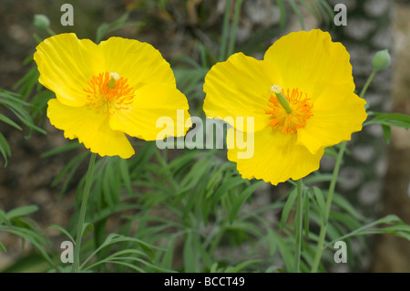 Mexikanische Tulip Poppy (Hunnemannia Fumariifolia), Blumen Stockfoto