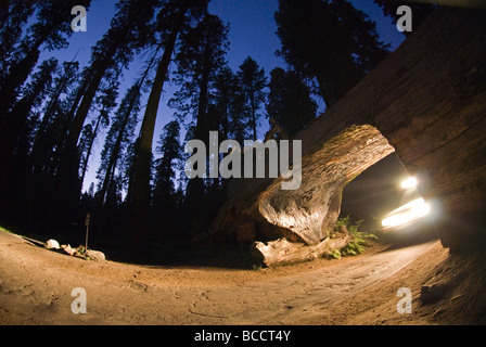 LKW-fahren durch den Tunnel Log im Sequoia National Park, Kalifornien. Stockfoto