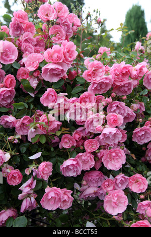 Rosa Bonica Strauchrose moderne, die einen gewölbten Strauch bildet Stockfoto