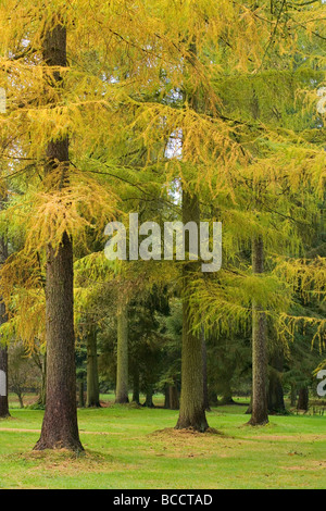 Japanische Lärche (Larix Kaempferi) in gelb, im Herbst Farben Lynford Arboretum in Thetford Forest, Norfolk Stockfoto