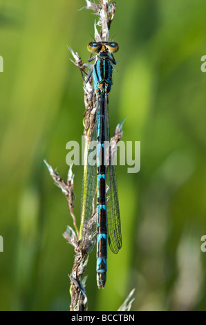 Damselfly auf einem Strang des Grases in Cambridgeshire Landschaft Stockfoto