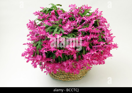 Falsche Weihnachtskaktus (Schlumbergera Truncata) blühende Topfpflanze, Studio Bild Stockfoto