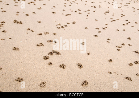 Uk Sandstrand am Balnakeil Bay Schottland abgedeckt im Wattwurm Sand wirft im Frühjahr genommen Stockfoto