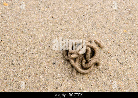 Nahaufnahme eines einzigen Wattwurm Sand gegossen aufgenommen im Frühling am Sandstrand an der Bucht von Balnakeil Schottland Stockfoto