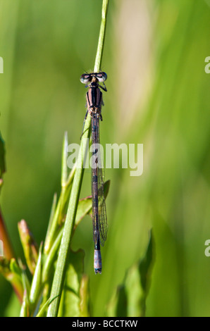 Damselfly auf einem Strang des Grases in Cambridgeshire Landschaft Stockfoto