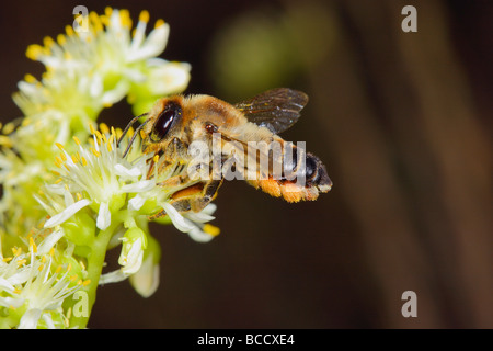 Blatt-Cutter Bee, Megachile SP. sammeln Nektar auf Blume Stockfoto