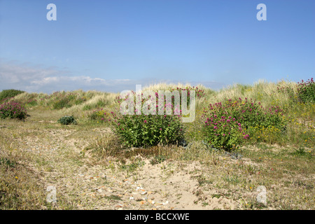 Roter Baldrian, Centranthus Ruber, Valerianaceae.  Wächst auf Sanddünen nahe Dungeness, Kent. Stockfoto