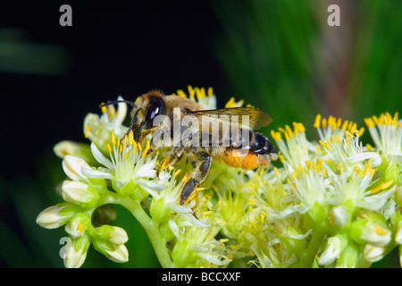 Blatt-Cutter Bee, Megachile SP. sammeln Nektar auf Blume Stockfoto