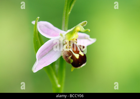[Biene Orchidee], [Ophrys Apifera], UK, "Nahaufnahme" Stockfoto