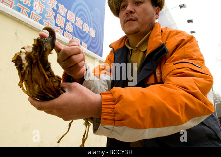 Illegale Tier, das Teile der Handel mit China Tiger paw und andere Tiger-Teile sowie andere bedrohten Arten werden in ganz Kinn verkauft Stockfoto