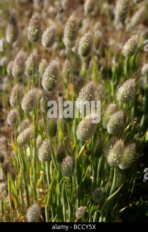 Hase's Tail Grass, Lagurus Ovatus, Poaceae. Wachsen auf Sanddünen in der Nähe von Dungeness, Kent, Großbritannien. Stockfoto