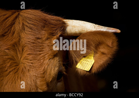 Aberdeen Angus South Devon Cross Rinder Stockfoto