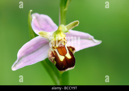 "Biene Orchidee" [Ophrys Apifera], "close up" Blume detail, England, UK Stockfoto