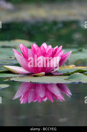 Lilly Blume Wasser mit Reflexion Stockfoto