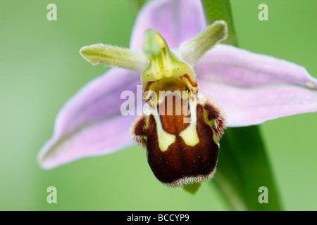 [Biene Orchidee], [Ophrys Apifera], UK, "Nahaufnahme" Stockfoto