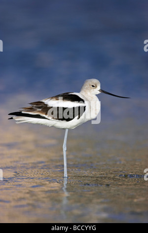AMERIKANISCHE SÄBELSCHNÄBLER (Recurvirostra Americana) Winterkleid. Fort Myers Beach. Florida. USA Stockfoto
