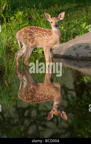 Whitetail Deer Fawn (Odocoileus Virginianus) mit Spiegelbild im Teich. Sommer. Grand Portage Nationalmonument. Minnesota. Frühling Stockfoto